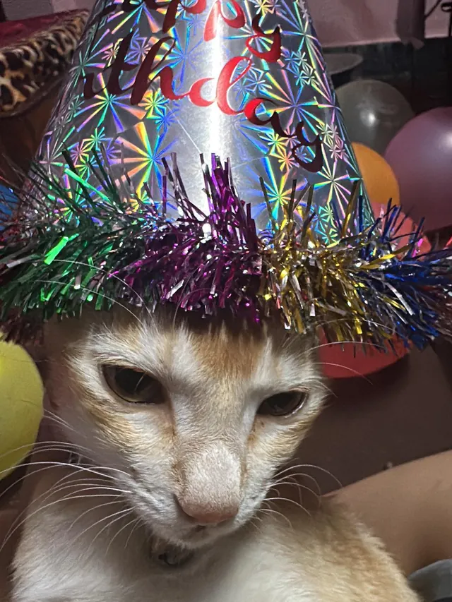 HARU the cat wearing a shiny birthday hat, deeply unimpressed
